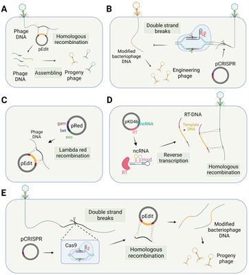 Engineering bacteriophages for enhanced host range and efficacy: insights from bacteriophage-bacteria interactions